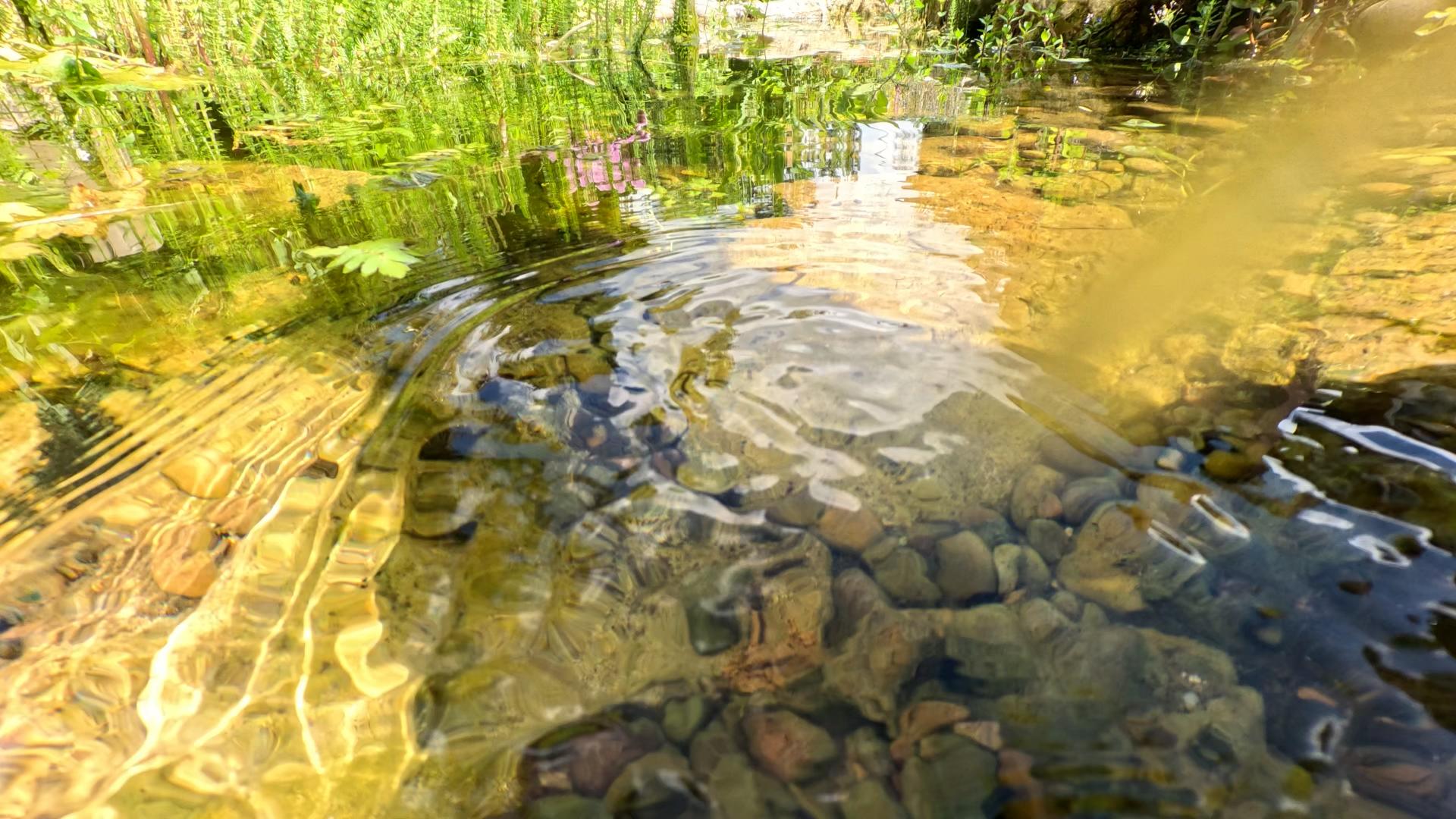 One of our clear water wildlife ponds on a spring afternoon 
