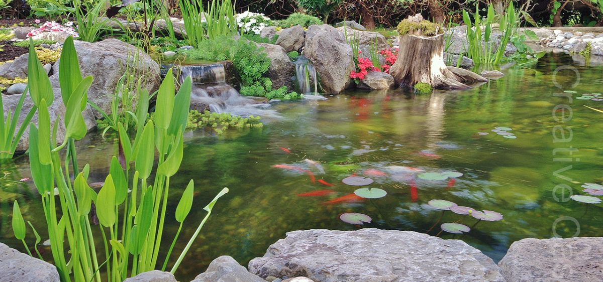 Ecosystem pond, working with mother nature for naturally healthy water, no chemicals, no costly or hard-to-maintain filter units  - Landscaping and Water Features -  Creative Cascades