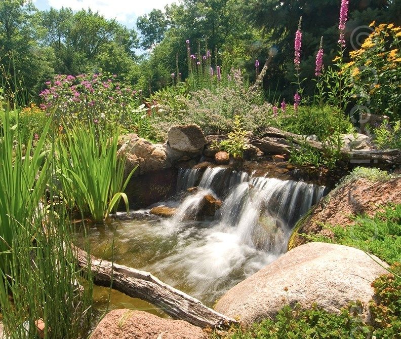 Pondless paradise, a low waterfall with stream & no pond. Purple Loostrife thrives in marginal gravel bogs.  - Landscaping and Water Features -  Creative Cascades