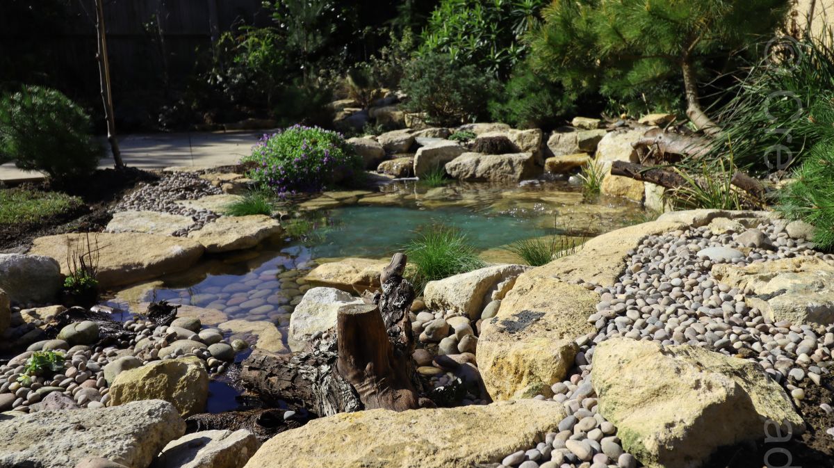 Ecosystem pond built in Hertfordshire, 2020, water will stay clear without need for UV lights  - Landscaping and Water Features -  Creative Cascades