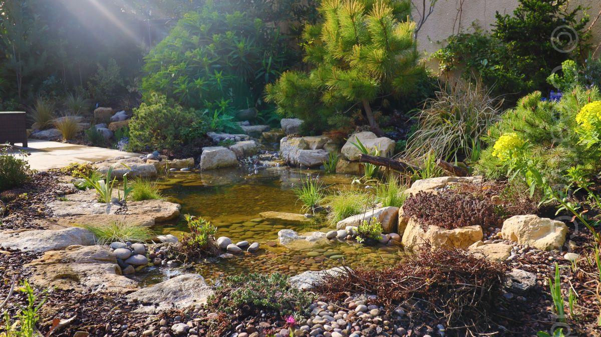 Very shallow ecosystem pond, with wildlife friendly nooks n crannies, mostly native aquatic plants. Water will remain crystal clear.  - Landscaping and Water Features -  Creative Cascades