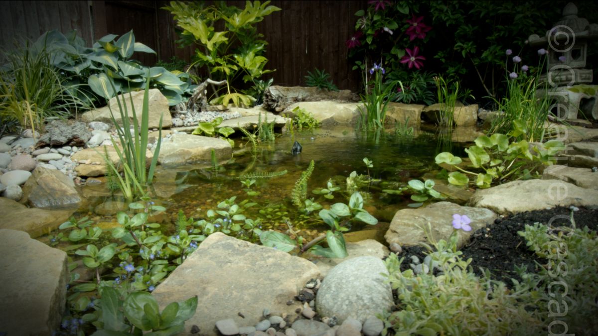 Small wildlife pond in Bishops Stortford. A still pond without waterfall.  - Landscaping and Water Features -  Creative Cascades