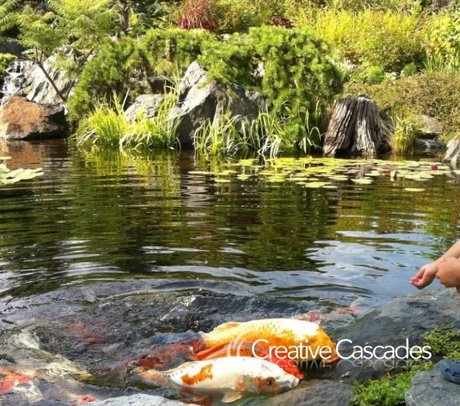 Hand feeding fish gets kids in touch with nature  - Landscaping and Water Features -  Creative Cascades