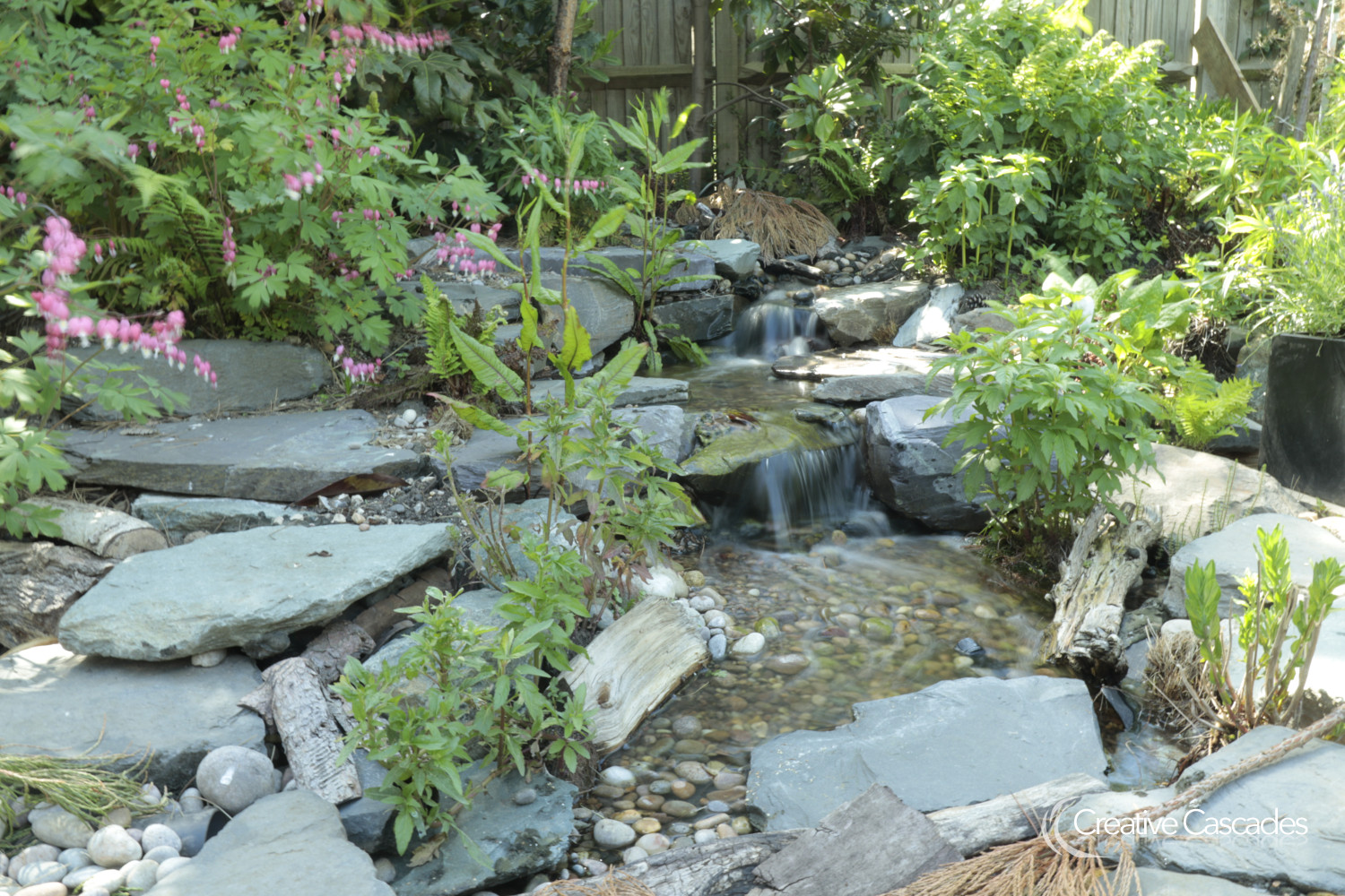 Ferns and other shady plants begin colonising the slate rocks  - Landscaping and Water Features -  Creative Cascades
