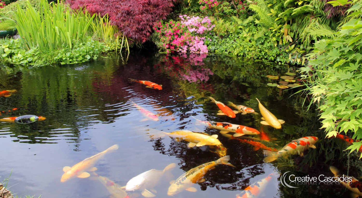 Large koi pond, naturalised over time by planting in and around the rock edge.  - Landscaping and Water Features -  Creative Cascades